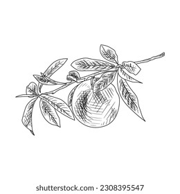Drawn branch with ripe peach on white background