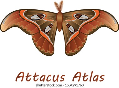 Drawn butterfly with latin name Attacus Atlas on a white background