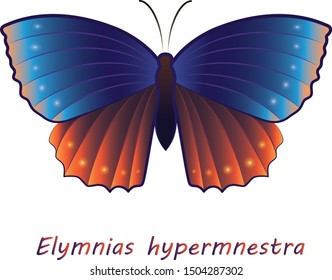 Drawn butterfly with the Latin name Elymnias hypermnestra on a white background