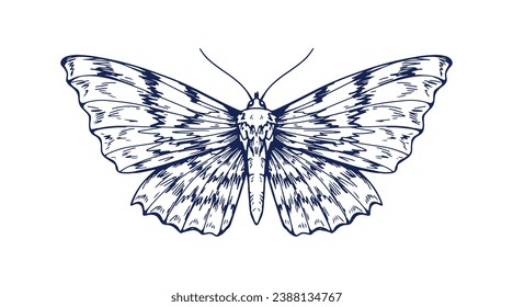 Drawn butterfly. Outlined moth sketch, vintage retro drawing. Handdrawn insect. Engraved etched contoured Acronicta rumicis in old style. Vector graphic illustration isolated on white background