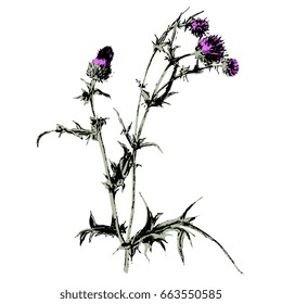Drawn by hand vector illustration of a thistle plant isolated on a white background