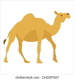 Drawn camel. White background, isolate. Vector illustration.