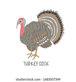 Drawn cartoon turkey with text turkeycock. Childish tee shirt print.