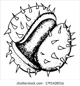 Castaño dibujado. Fondo blanco, aislador. Dibujo en blanco y negro. Ilustración bursátil.	