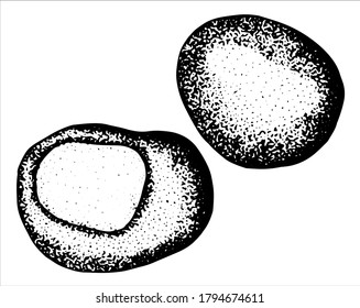 Drawn Chestnut. White background, isolator. Black and white drawing. Stock illustration.	
