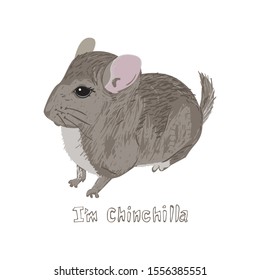 Drawn chinchilla with text I am chinchilla. Childish tee shirt design.