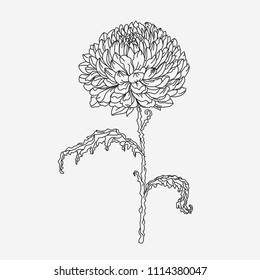Drawn chrysanthemum isolated white background. Isolated flower. Stock vector illustration.