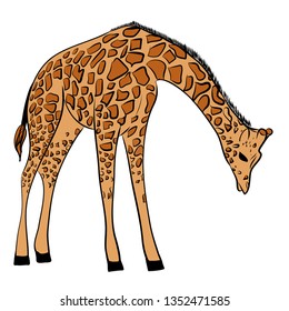 drawn cute giraffe 