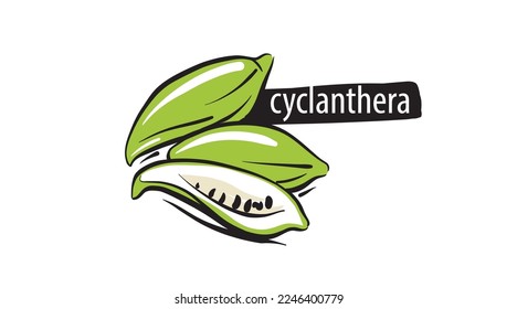 Dragezeichnete Cyclanthera einzeln auf weißem Hintergrund