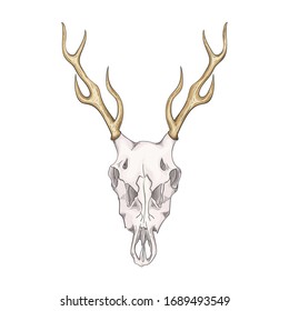 Deer Skull Vector Stock Vector (Royalty Free) 145417939