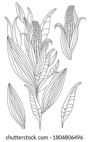 Drawn ear of corn with green leaves