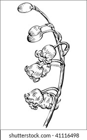 Drawn flower lily of the valley