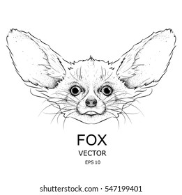 Drawn fox engraved illustration. Vector illustration
