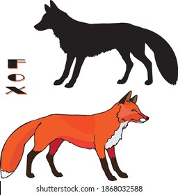 a drawn Fox, two isolated images, linear and silhouette, color and black on a white background, for decoration and stickers.