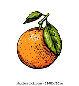 Drawn fruit orange