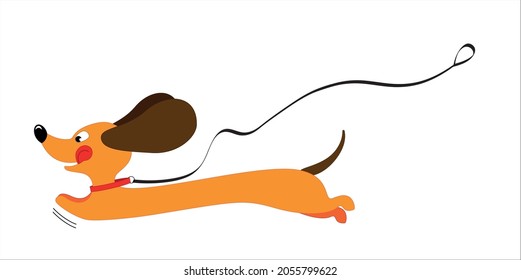 drawn funny red-haired dachshund with protruding tongue and big ears ran away with a leash from the owner, animal in a jump, vector illustration, isolate svg