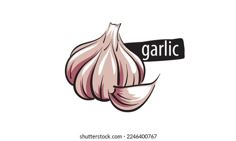 Drawn garlic isolated on a white background