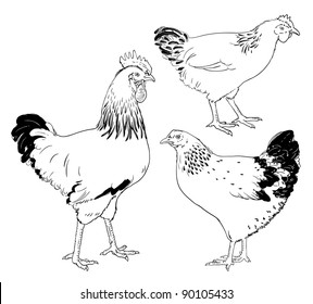 Drawn hens and rooster, isolated on white background. Black and white line art.