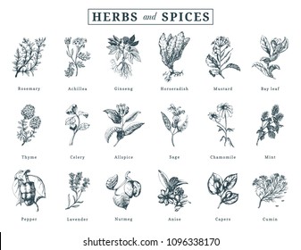 Drawn herbs and spices vector set. Botanical illustrations of organic, eco plants. Used for farm sticker, shop label etc.