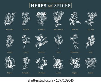 Drawn herbs and spices vector set. Botanical illustrations of organic, eco plants. Used for farm sticker, shop label etc.