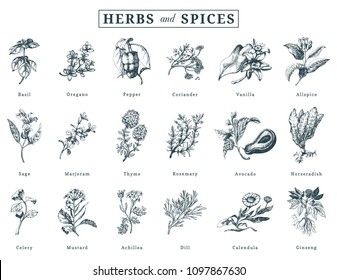 Drawn herbs and spices vector set. Botanical illustrations of organic, eco plants. Used for farm sticker, shop label etc.