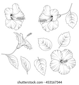 Drawn hibiscus flowers isolated on white background. Vector illustration.