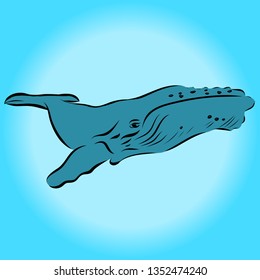 drawn humpback whale 