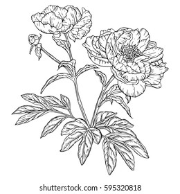 Drawn with ink amazing peonies. Vector illustration. Page for coloring