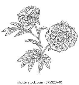Drawn with ink gorgeous peonies. Vector illustration. Page for coloring