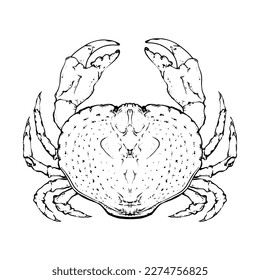 Drawn in ink hand drawn crab. Marine food banner, flyer design. Engraved isolated art. Delicious cuisine objects. Use for promotion, market, store banner, restaurant menu. Vector eps 10