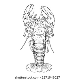Drawn in ink hand drawn lobster. Marine food banner, flyer design. Engraved isolated art. Delicious cuisine objects. Use for promotion, market, store banner, restaurant menu. Vector eps 10