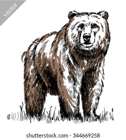 Drawn in ink isolated bear illustration sketch. linear art