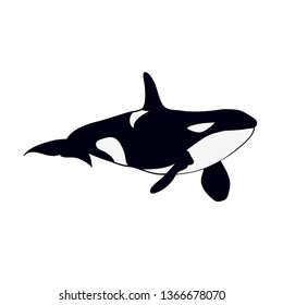 drawn isolated killer whale
