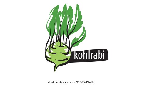 Drawn kohlrabi isolated on a white background