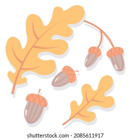 Drawn leaves with acorn branches. Oak leaves and seeds on a white background. 