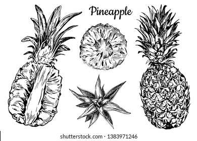 Drawn lines, black and white  fruit pineapple, the leaves of the pineapple. Vector graphics