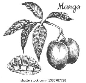 Drawn lines, black and white mango fruit, branch with leaves. Vector graphics
