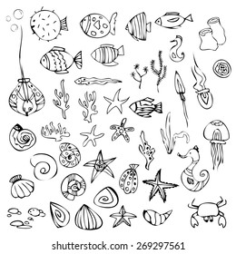Drawn marine elements . background vector