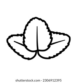 Drawn mint leaves on white background
