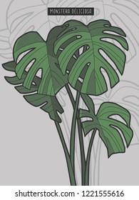 Drawn Monstera Deliciosa tropical windowleaf plant vector illustration
