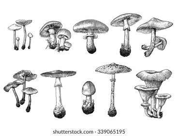 Drawn Mushroom Drawing