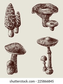 drawn mushrooms