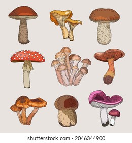 Drawn mushrooms colorful doodle set

