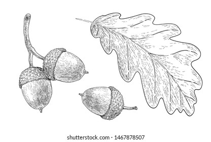 Drawn oak leaf and acorns. Sketch of autumn  plants. Graphics