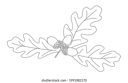 Drawn oak leaves with acorns. For decorating postcards, covers, books, texts. Vector outline illustration in doodle style