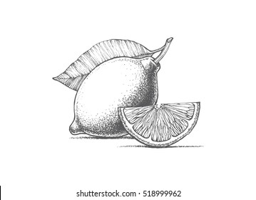 Drawn On A White Background Lemon, Lemon Drops, Vector Illustration