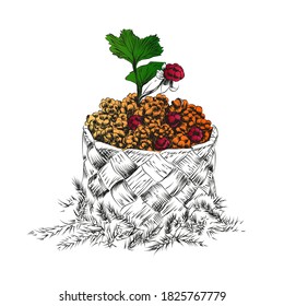 Drawn orange delicious northern cloudberry in a wicker birch bark basket on moss and christmas tree in gradient
