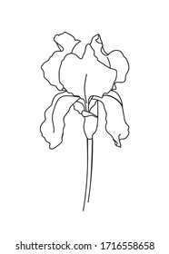 Drawn outline iris flower isolated on a white background. Abstract minimal plants. - vector illustration.