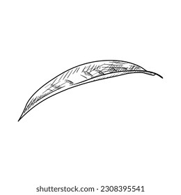 Drawn peach leaf on white background