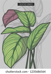 Drawn Pin stripe calathea ornata rainforest tropical prayer plant vector illustration